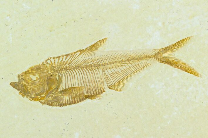 Fossil Fish (Diplomystus) - Green River Formation #122875